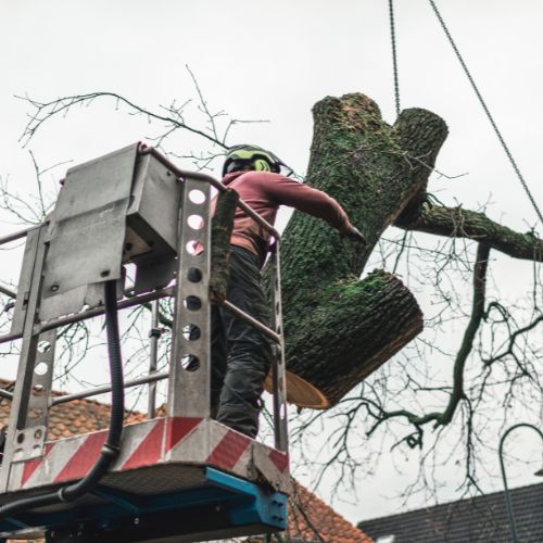 Tree Service in Garland, TX