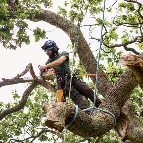 Tree Removal Service in Garland, TX