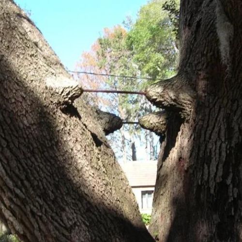 Tree Bracing in Garland, TX