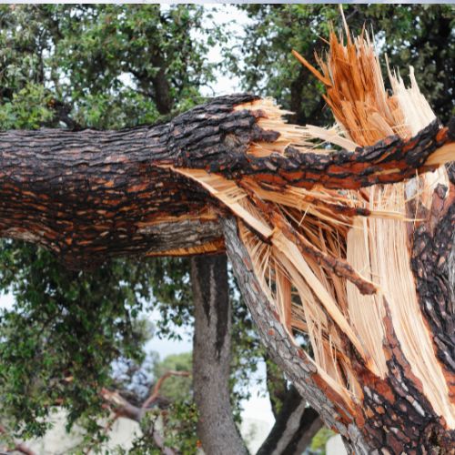 Emergency Tree Services in Garland, TX