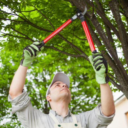 Tree Pruning Service in Garland, TX