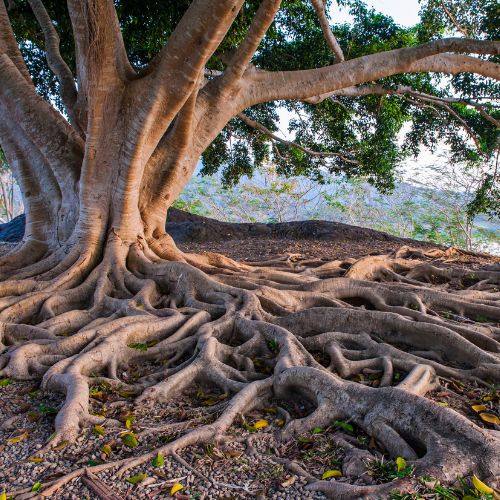 Tree Root Management Services in Garland, TX