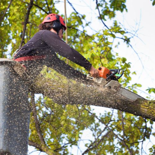 Tree Service in Garland TX