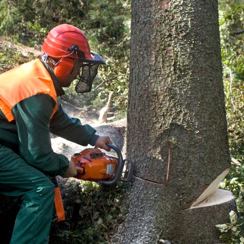 Tree Removal Service in Garland, TX