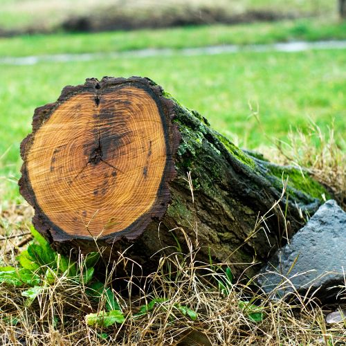 Stump Removal Service in Garland, TX