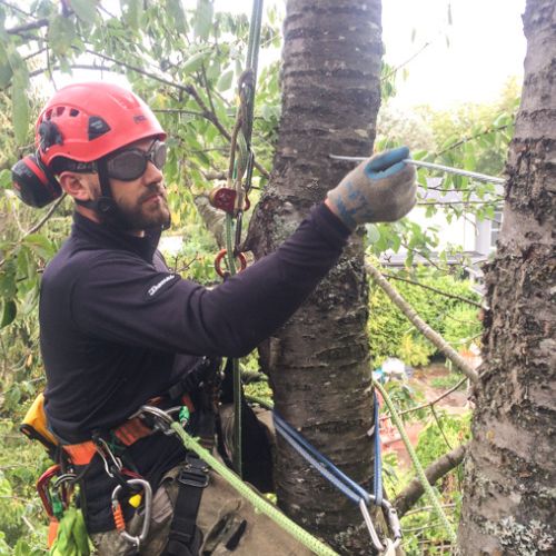 Tree Cabling in Garland, TX