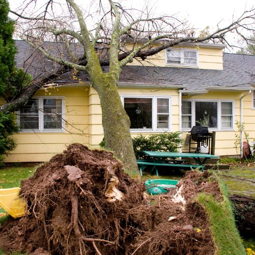 Emergency Tree Services in Garland, TX