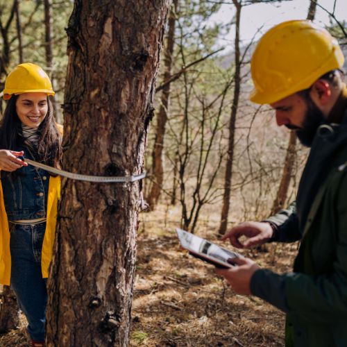 Tree Surveys Services in Garland, TX