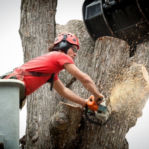 Tree Removal Service in Garland, TX