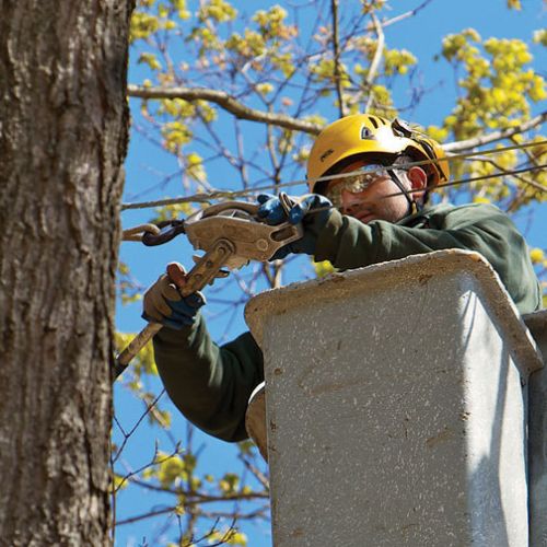 Tree Cabling in Garland, TX