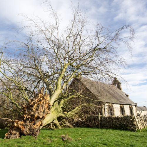 Emergency Tree Services in Garland, TX