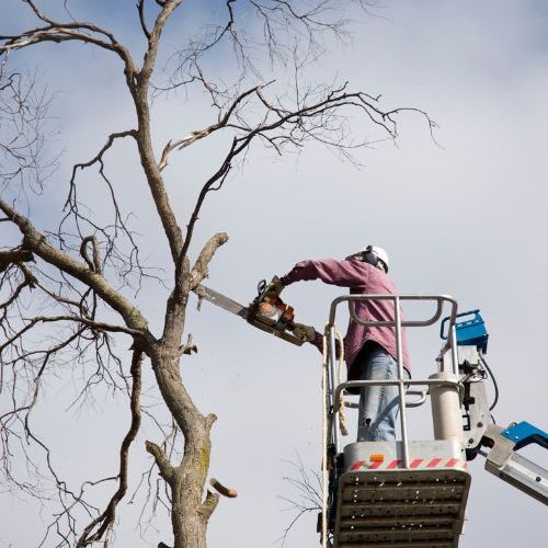 Tree Trimming Service in Garland, TX