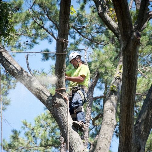 Tree Trimming Service in Garland, TX