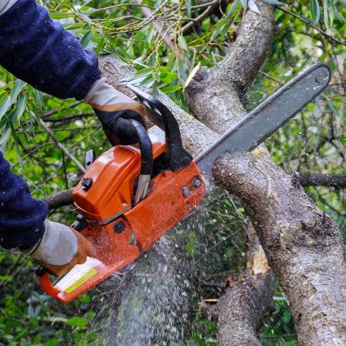 Tree Trimming Service in Garland, TX