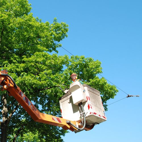 Tree Service in Garland TX