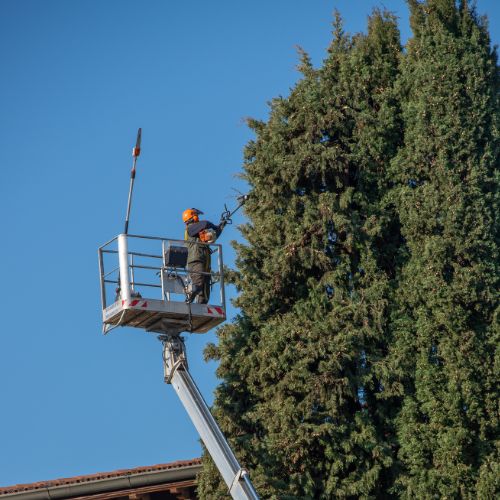 Tree Service in Garland TX